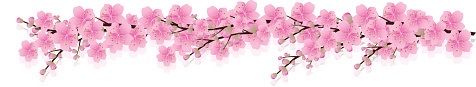 sakura   flowers cherry blossom   Spring background cherry blossom